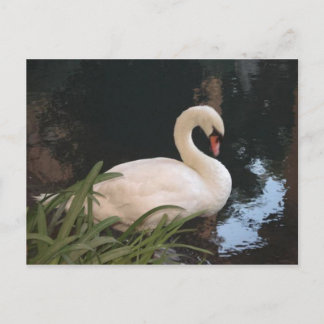 Swan Postcard