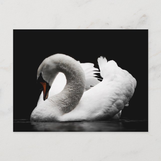 swan postcard (Front)
