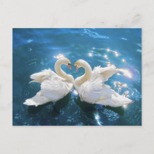 Swan Postcard