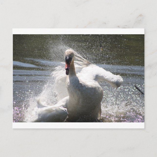 Swan Postcard (Front)