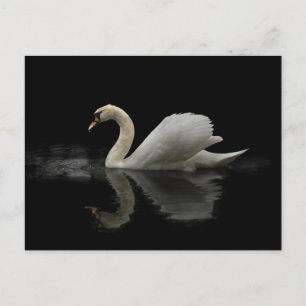Swan Postcard