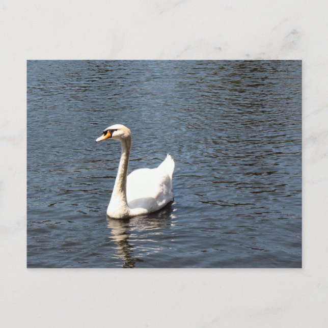 swan postcard (Front)
