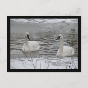 Swan Postcards