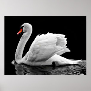 Swan Poster