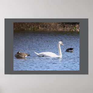 Swan Poster