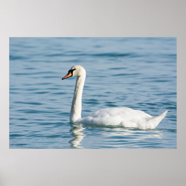 Swan Poster (Front)