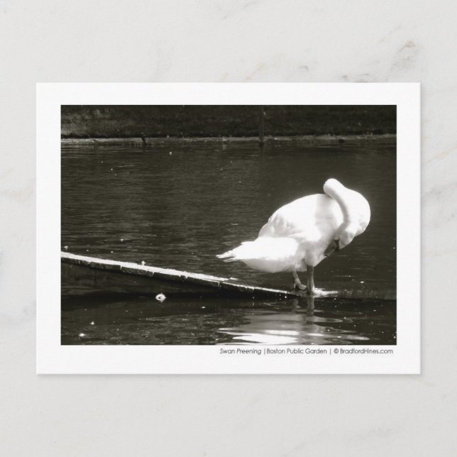 Swan Preening Photo Postcard By Brad Hines (Front)