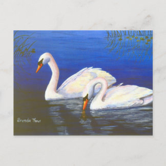 Swan Reflections Postcard