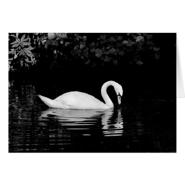 Swan, Roath Park, Cardiff. (Front Horizontal)