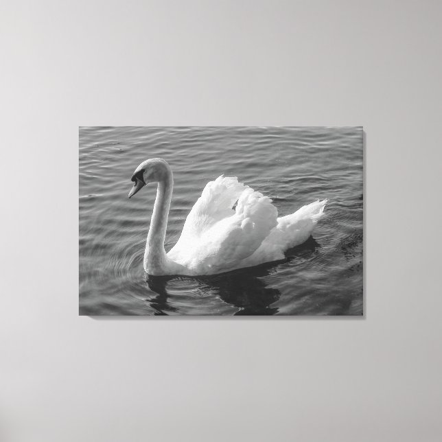Swan. Roath Park Lake, Cardiff, Wales B&W Canvas P (Front)