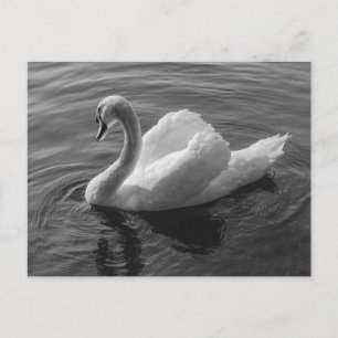Swan. Roath Park Lake, Cardiff, Wales B&W Postcard