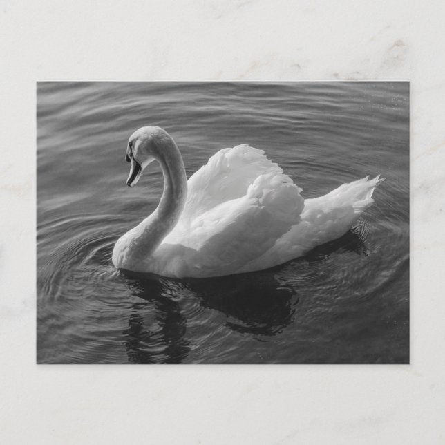 Swan. Roath Park Lake, Cardiff, Wales B&W Postcard (Front)