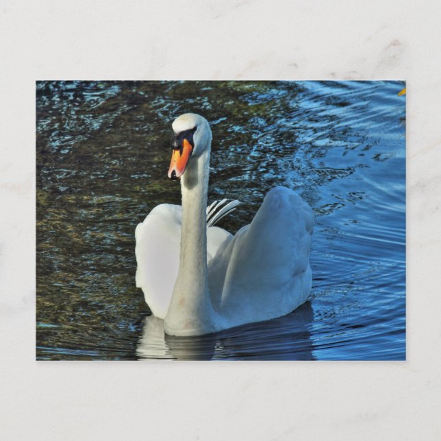 Swan. Roath Park Lake, Cardiff, Wales. Postcard (Front)