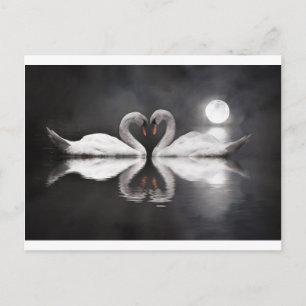Swan romance postcard