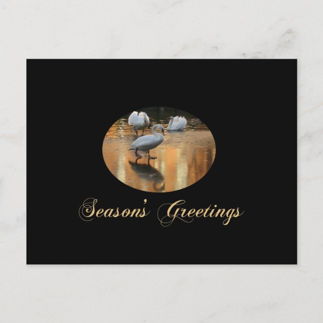 swan seasons greetings holiday postcard (Front)