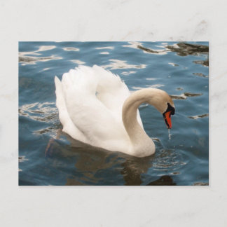 Swan Song Postcard