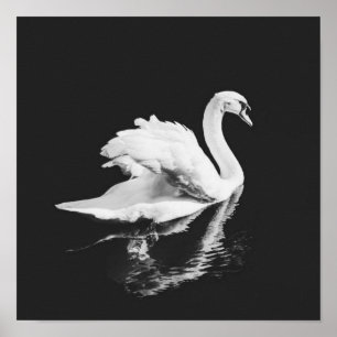 Swan Swimming Black and White Poster