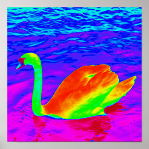 Swan Swimming Poster