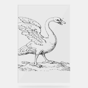 Swan Symbol of Love and Fidelity Fine Art Acrylic Sign