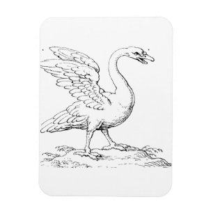 Swan Symbol of Love and Fidelity Fine Art Magnet