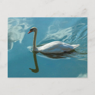 Swan with Cloud Reflections Postcard