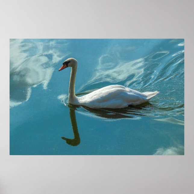 Swan with Cloud Reflections Poster (Front)