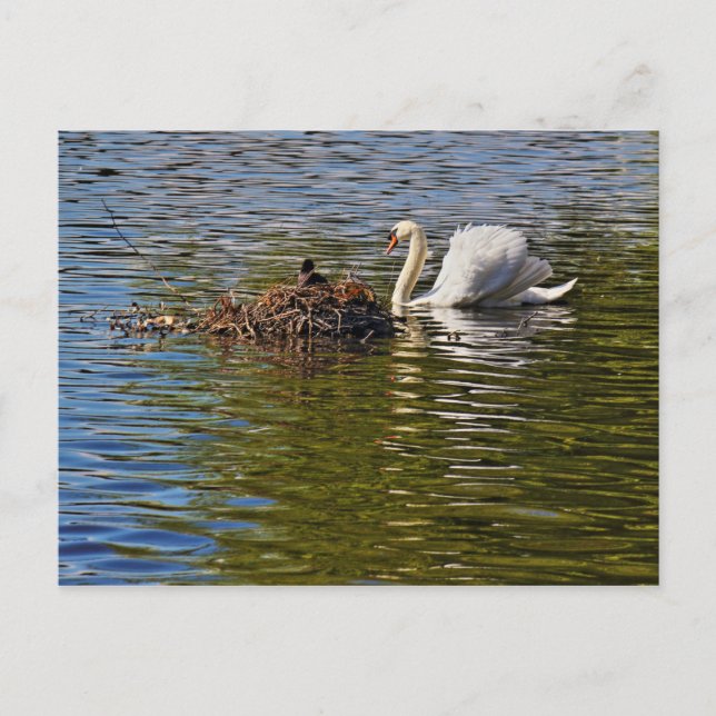 Swan with Eurasian Coot sitting on its Nest Postcard (Front)