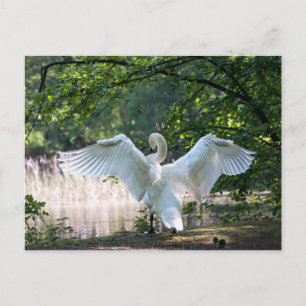 Swan with Wings Spread Postcard