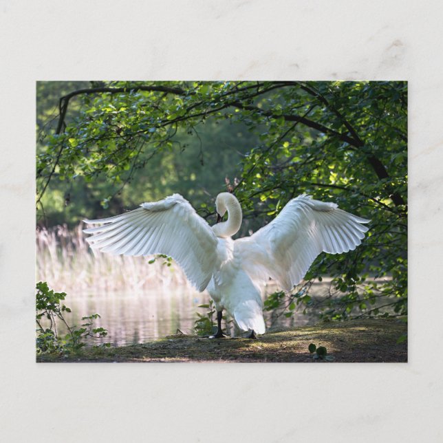 Swan with Wings Spread Postcard (Front)