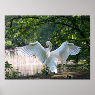 Swan with Wings Spread Poster