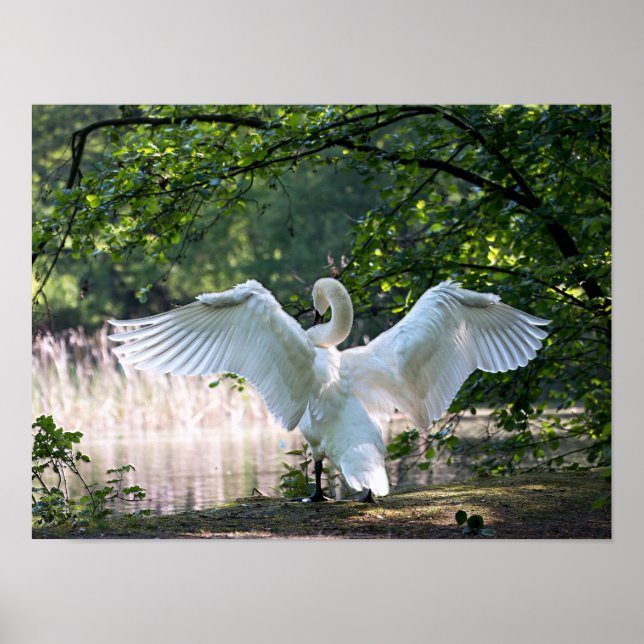 Swan with Wings Spread Poster (Front)