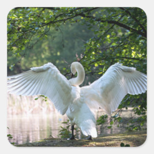 Swan with Wings Spread Square Sticker