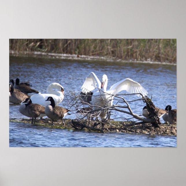 Swans and Canada Geese Poster (Front)