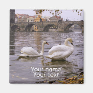 Swans and Charles bridge in Prague Magnet