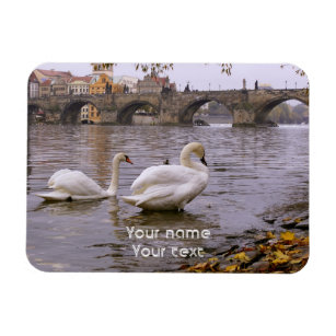 Swans and Charles bridge in Prague Magnet