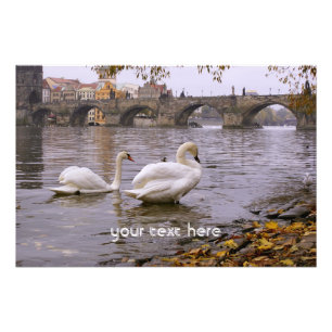 Swans and Charles bridge in Prague Photo Print