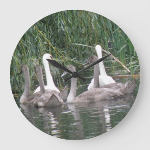 SWans and Cygnets Clock