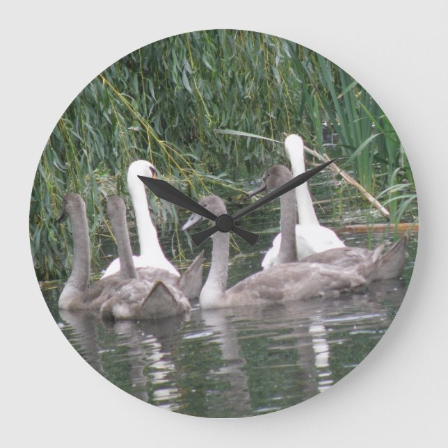 SWans and Cygnets Clock (Front)