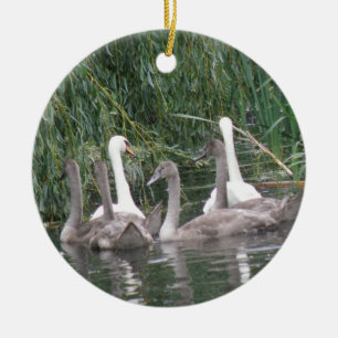 Swans and Cygnets Ornament