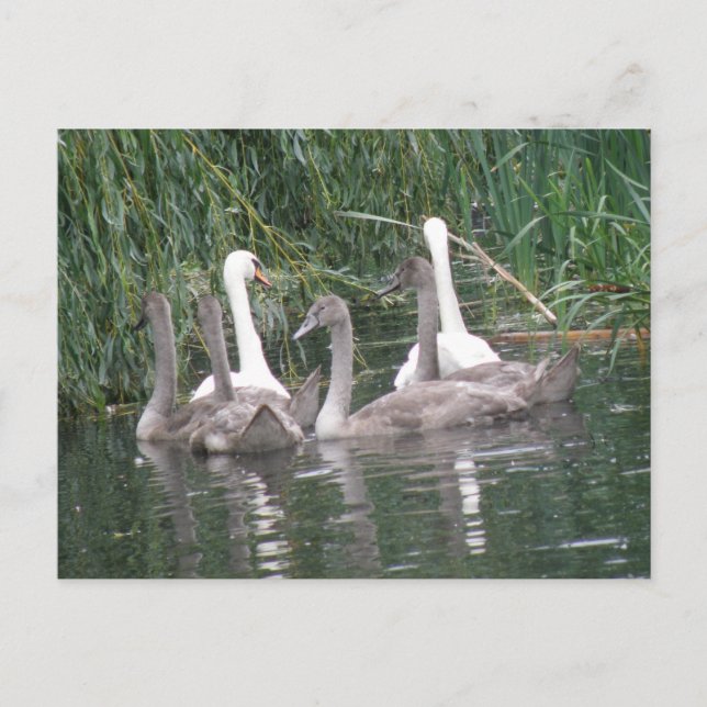 Swans and Cygnets Postcard (Front)