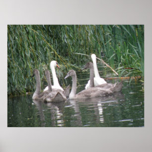 Swans and Cygnets Poster