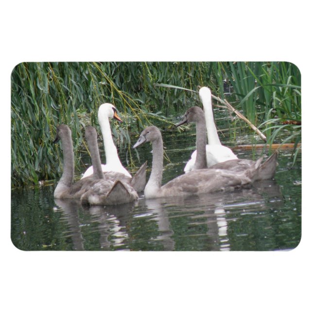 Swans and Cygnets Premium Magnet (Horizontal)