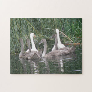 Swans and Cygnets Puzzle