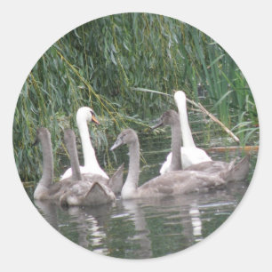 Swans and Cygnets Stickers