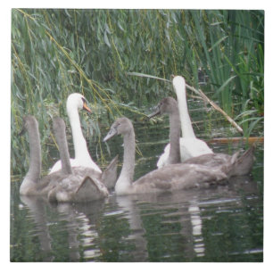 Swans and Cygnets Tile
