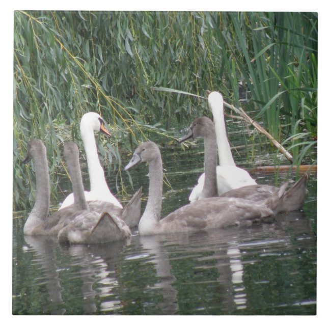 Swans and Cygnets Tile (Front)