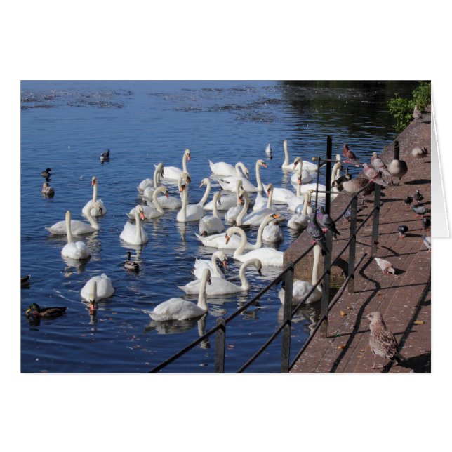 Swans and Other Birds at Roath Park Lake Cardiff (Front Horizontal)