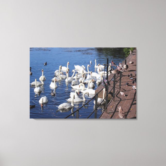 Swans and Other Birds at Roath Park Lake Cardiff Canvas Print (Front)