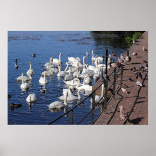 Swans and Other Birds at Roath Park Lake Cardiff Poster