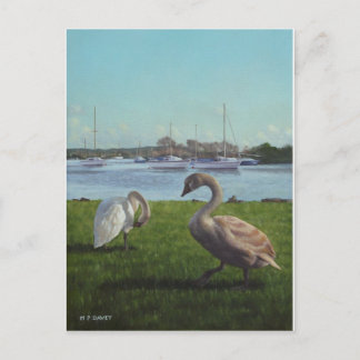 swans at Christchurch harbour Postcard